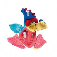 HUMAN HEART ANATOMY MODEL