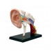 LIFE SIZE HUMAN EAR ANATOMY MODEL