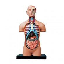 4D DELUXE HUMAN TORSO ANATOMY MODEL